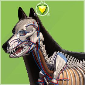 German Shepherd Anatomy